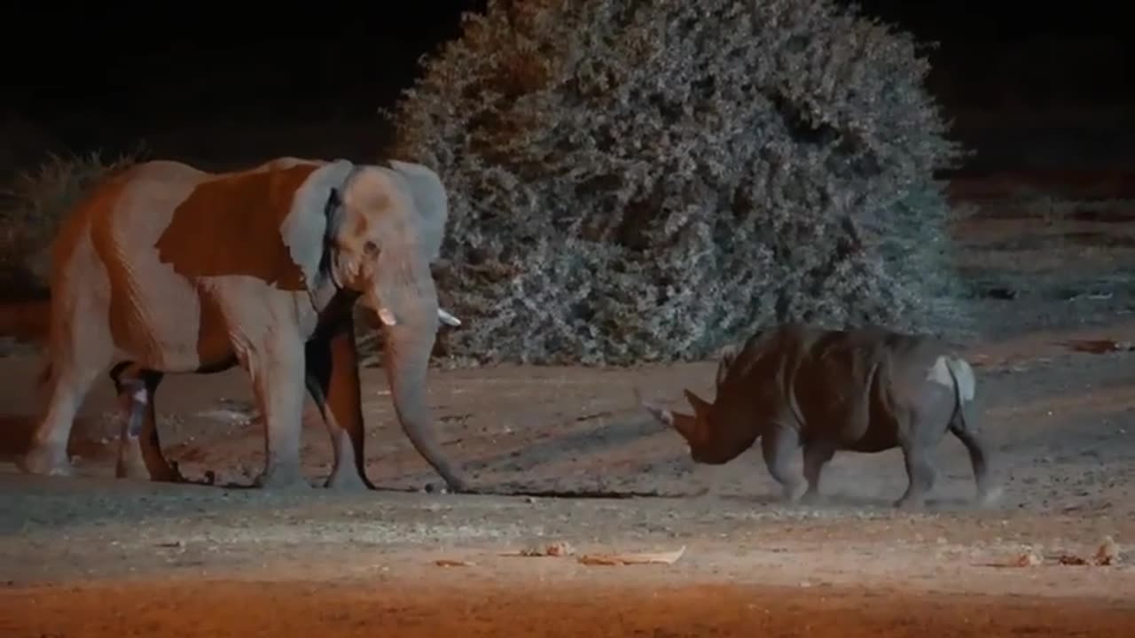 Elephant Vs Rhino