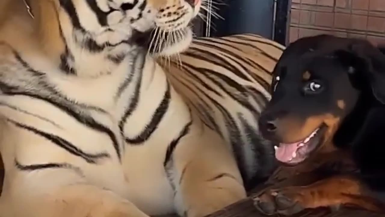 They are good friends