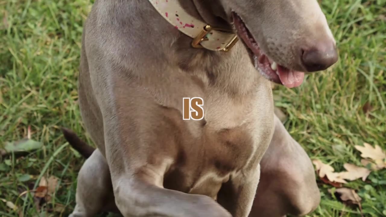 DOGS HAVE PAWPRINTS
