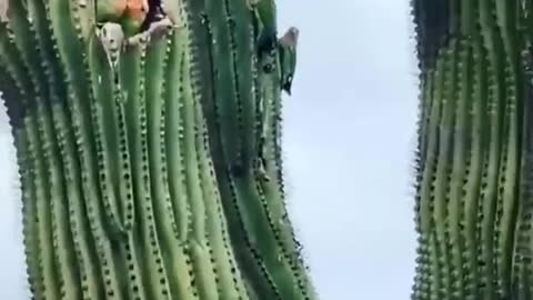 Lovebirds make their home in a large Arizona cactus.