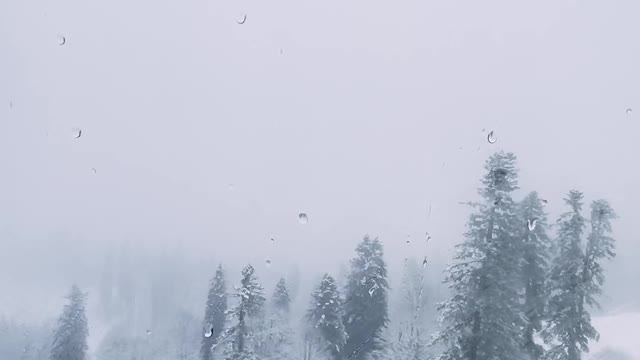 incredible beauty of a snow-covered forest