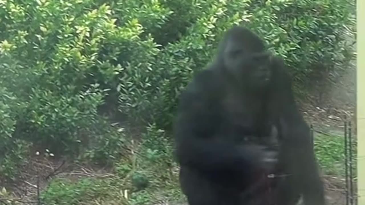 The best Gorilla