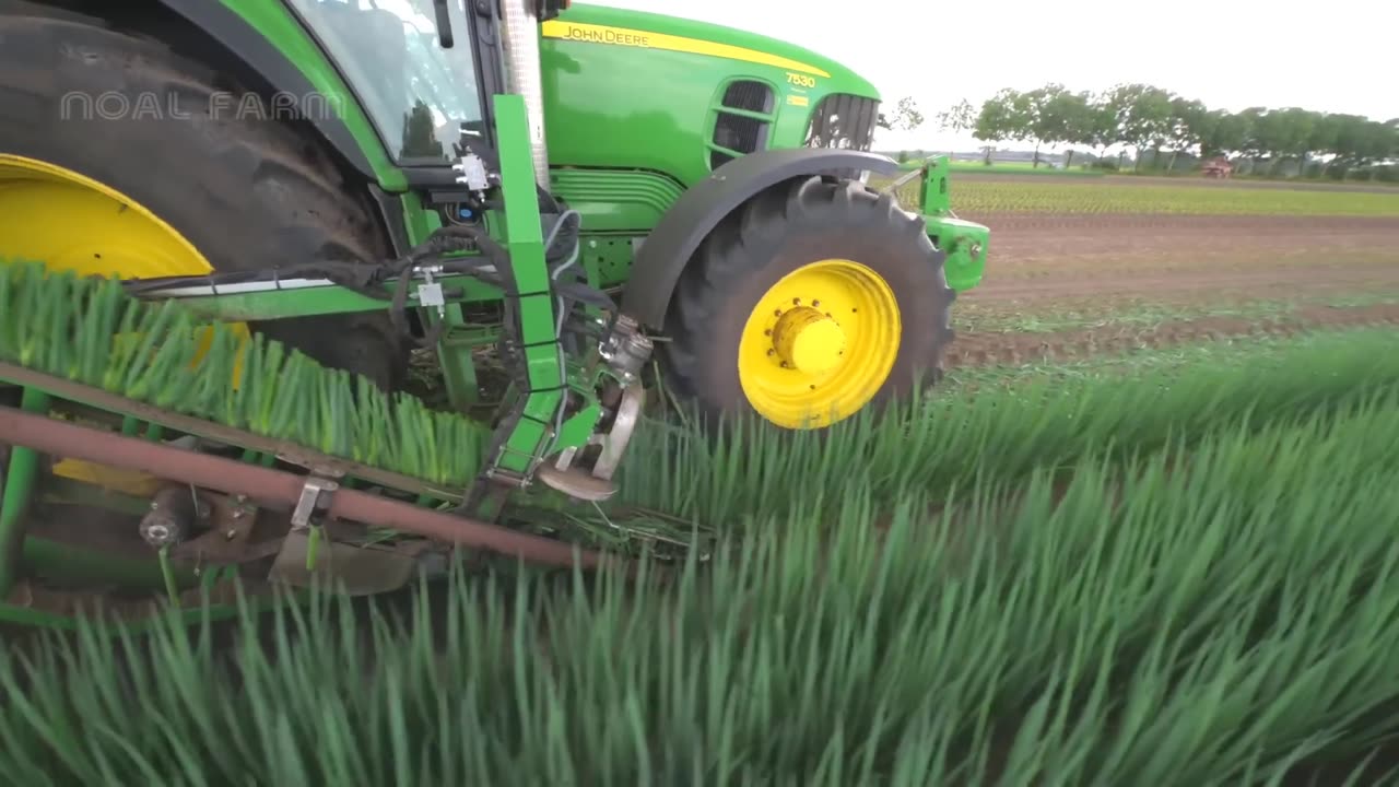 How Farmer Harvesting Tons of Fennel, Red Cabbage, Green Onion, Broccoli - Modern Vegetable Farming