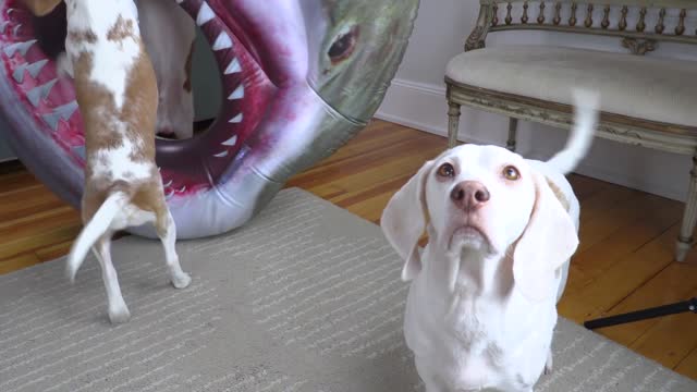 Dogs vs Shark Prank Funny Dogs Maymo & Potpie Get Help from Puppy Indie to Battle Sharks!