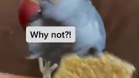 Meet The Internet's Cutest Trouble Maker | Hamlet The Parrot