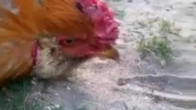 Hypnotize a Rooster