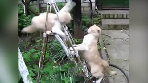 Funniest Dogs and Cats - Awesome Funny Pet Animals Videos 😇