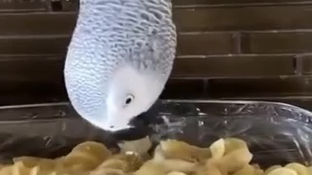 Funny Parrots and cute animals #Get Best In Description