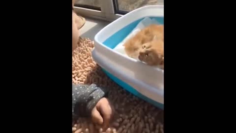 Awesome SO Cute Cat ! Cute and Funny Cat Videos to Keep You Smiling! 🐱5