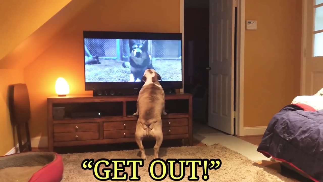 Bulldogs Frantically Warn TV Canine Of Danger in Classic Horror Scene