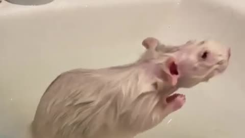 Rat Funny
