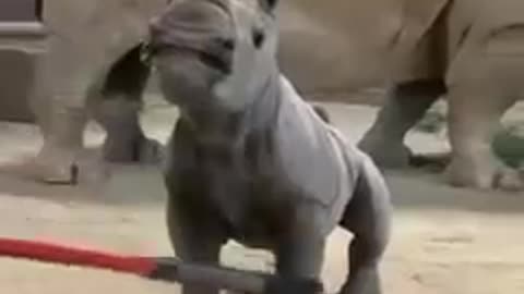 Baby rhino shorts cute baby rhino