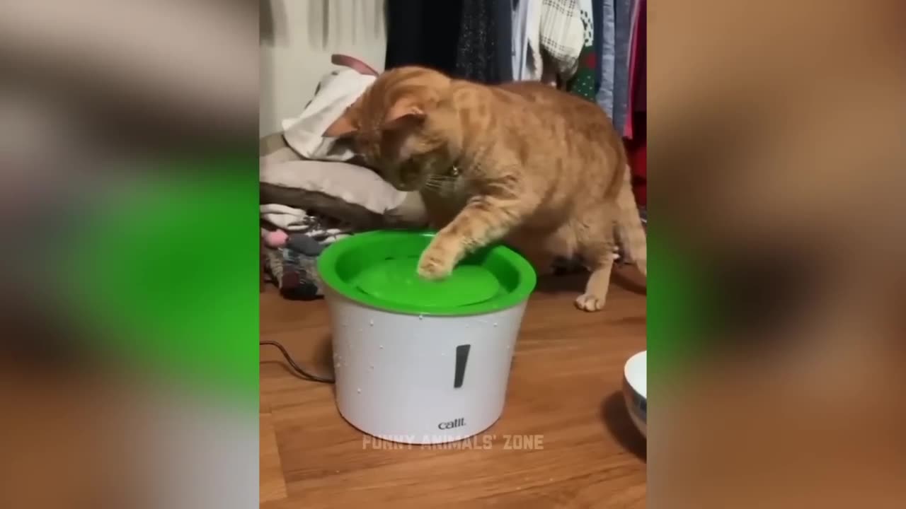 Funniest animals 20233 second part
