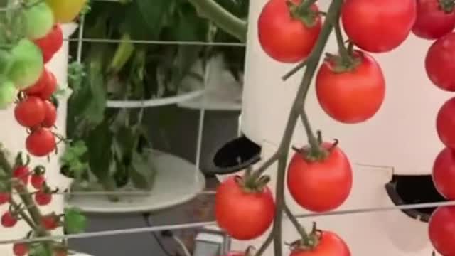 Growing veggies on aeroponic towers #verticalfarming #aeroponics