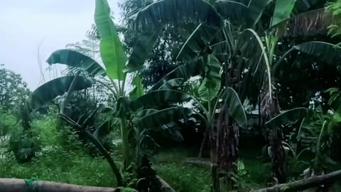Pohon Petei Kecil