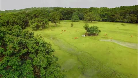Which #Animals sleep the most? | Watch Sleeping In Nature - DocuBay