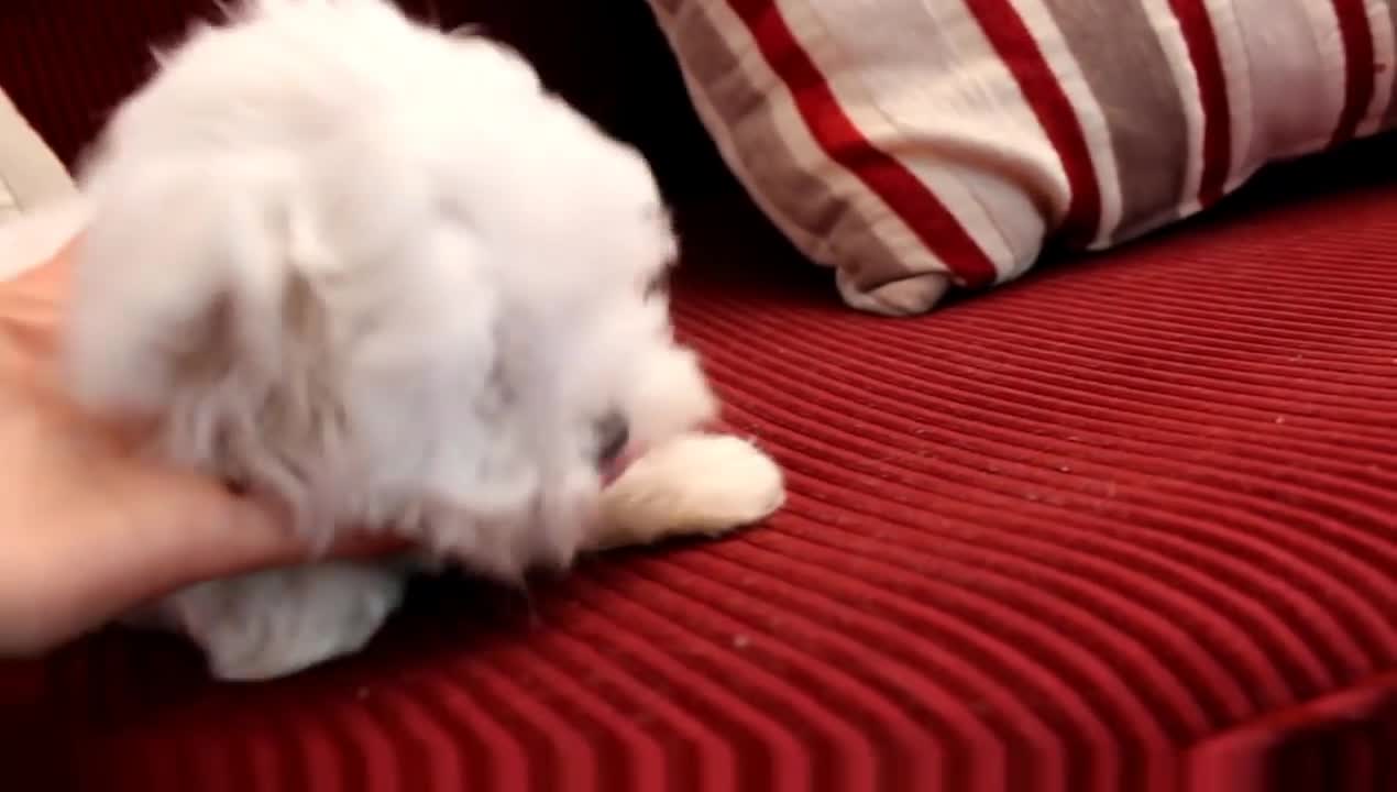 11 Week old Fanfare Maltese Puppy