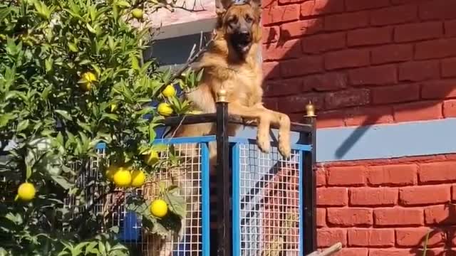 guardondutyGermanshepherddogSIMBA