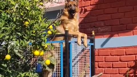 guardondutyGermanshepherddogSIMBA