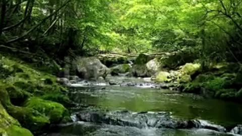 verdens vidunderlige natur