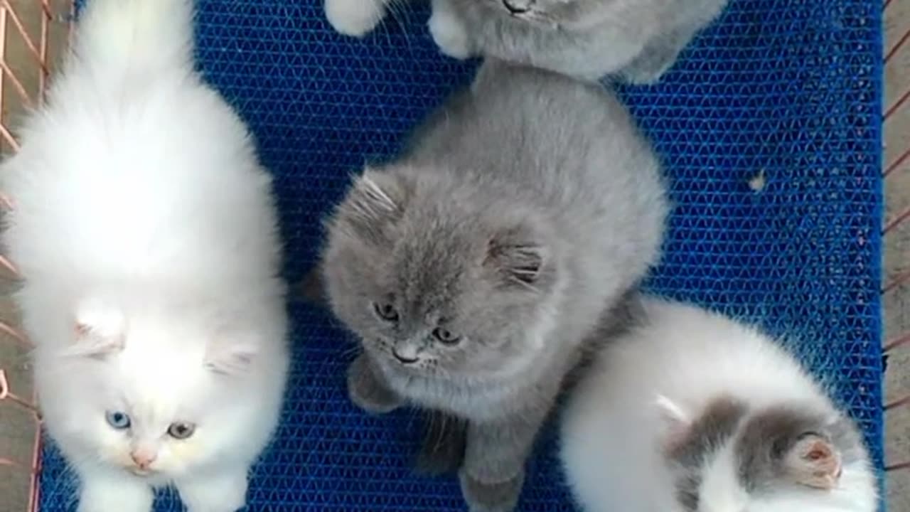 Cute kitten