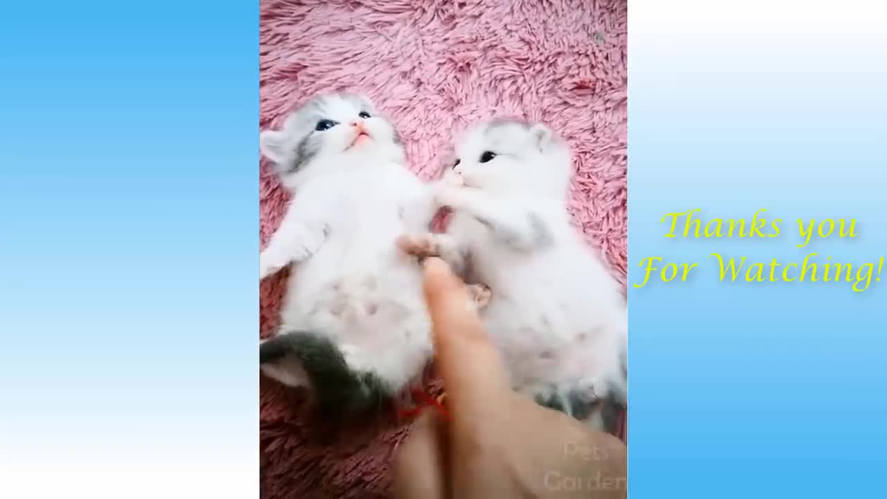 Cute Funny cats Compilation - Pets Garden