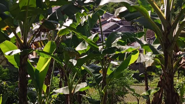 the natural beauty of the Indonesian countryside