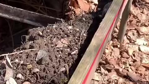 THINK THERE’S ANY ORIGINAL SOIL?