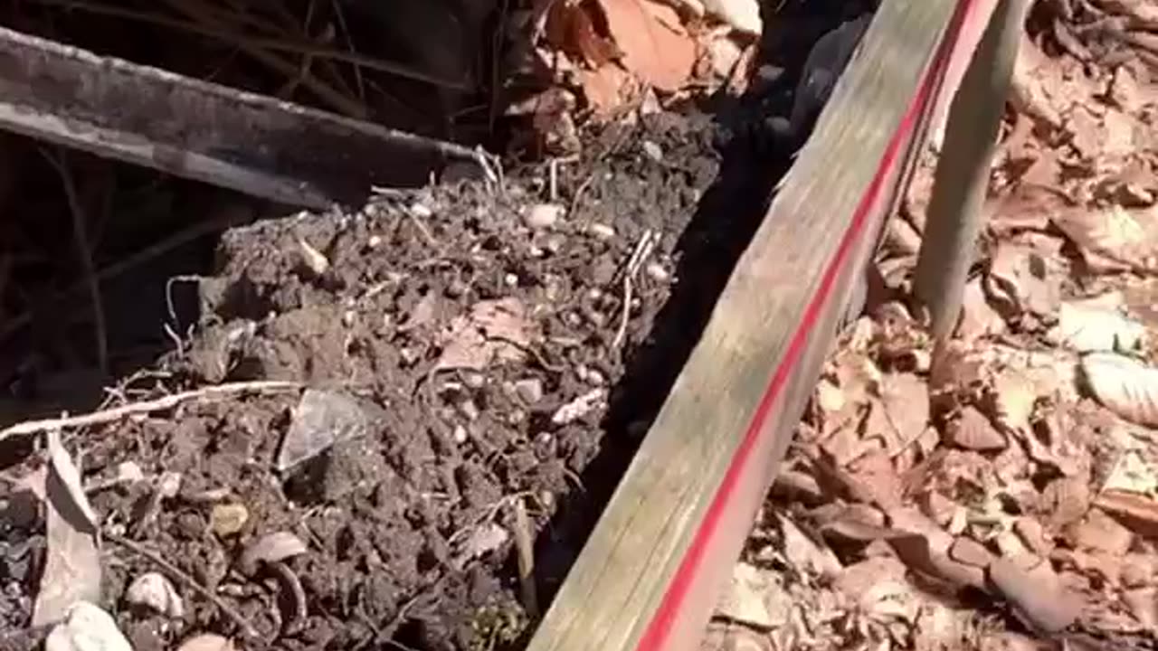 THINK THERE’S ANY ORIGINAL SOIL?