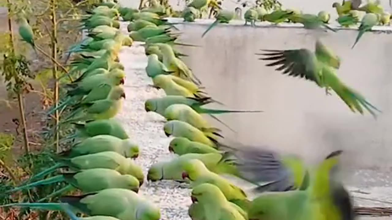 Parrot video