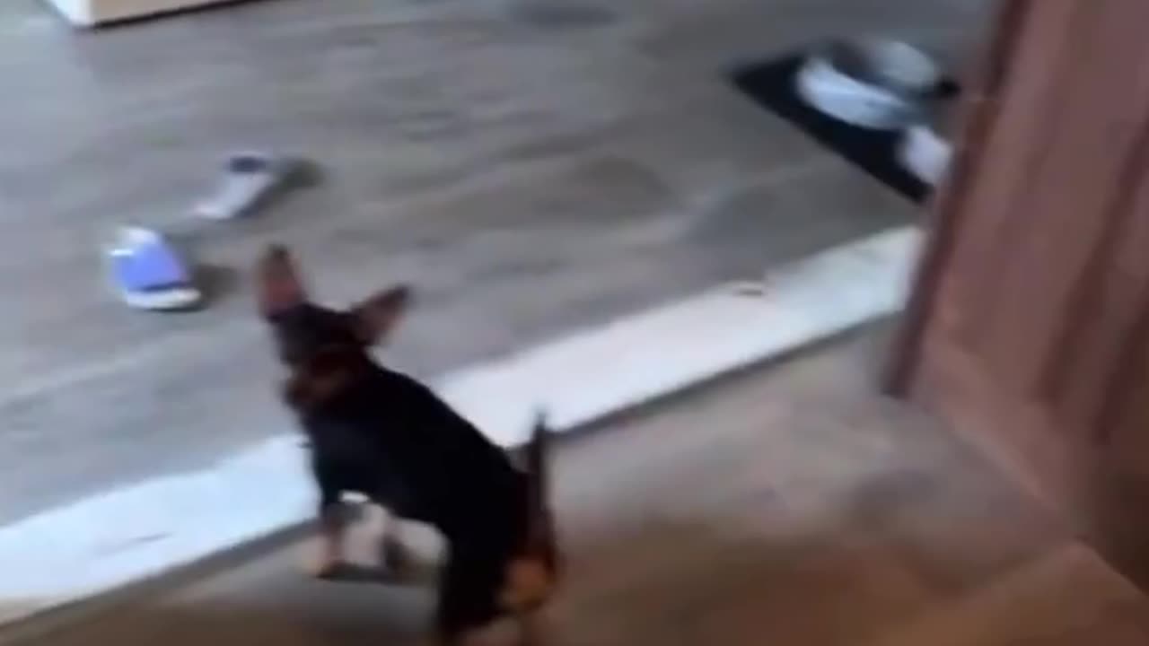 Dog beading badly
