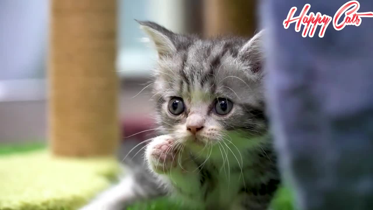 Cute kitten playing with friends