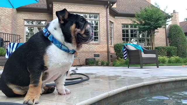 English Bulldog "Stafford" - Pool Party💦