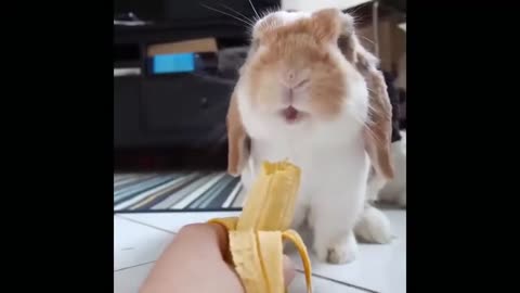 Cute Animals Being cute and Funny❤️🤣