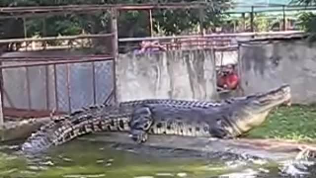 One of the largest crocodile in captivity.