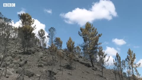 Spain wildfires force thousands out of their homes – BBC News