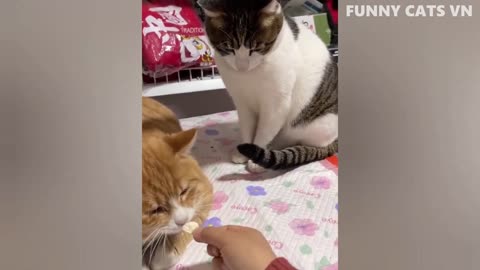 Best Funny Animal Videos 2022 - Funniest Cats And Dogs Video