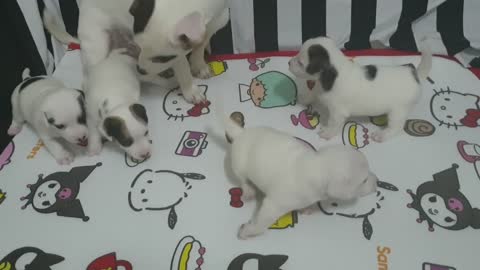 cute puppies