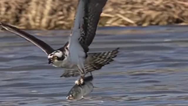 Osprey fishing moment