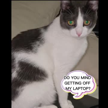FUNNY CAT VIDEO
