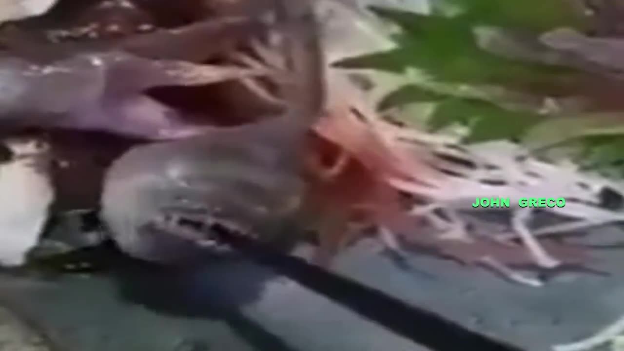 ----🔔🔔ΖΟΥΝ ΑΝΑΜΕΣΑ ΜΑΣ🔔🔔----