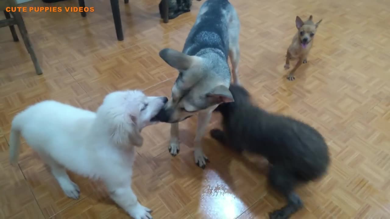 How Mother Dog Handle Aggressively and Disrespectful Golden puppy