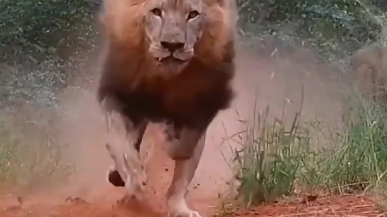 Lion||angry king