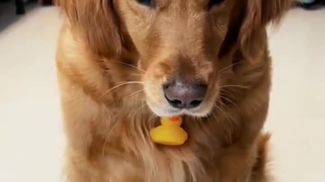 Play games with it, choose
