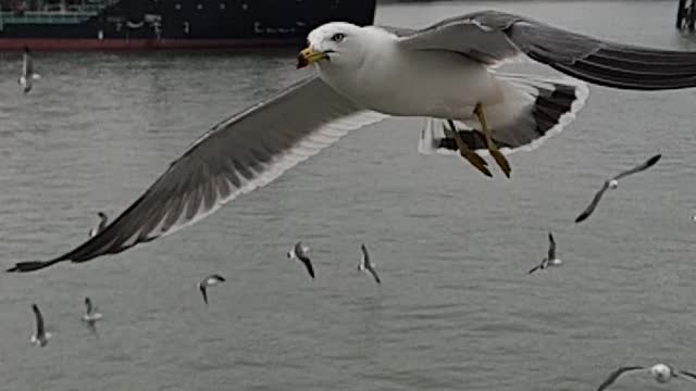 Check out the slow motion seagull flying!!!