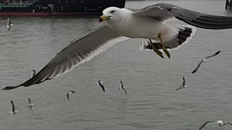 Check out the slow motion seagull flying!!!