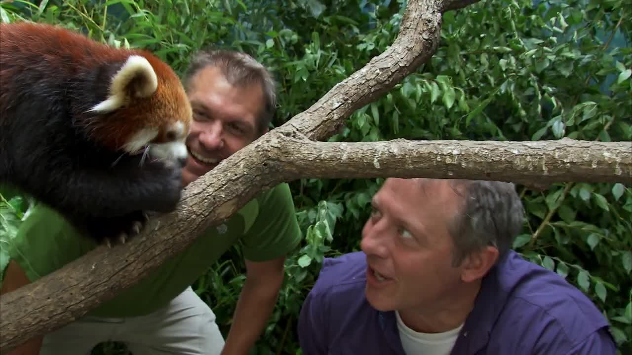 CUTE RED PANDA CREATURE ADVENTURE | The Real-Life Wild Kratts