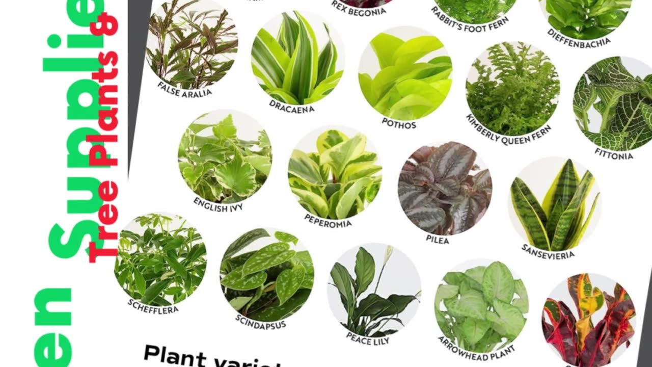 Costa Farms Live House Plants (6 Pack), Easy Grow Houseplants | #gadgets | #shorts