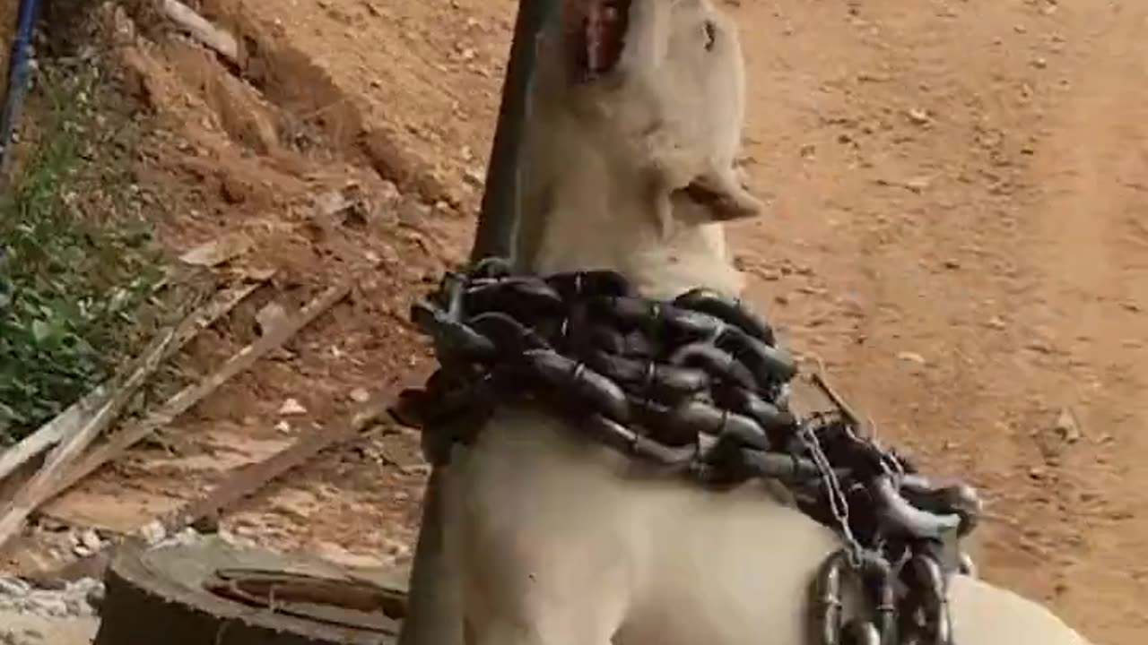 Dog training