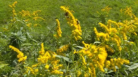 Pollination